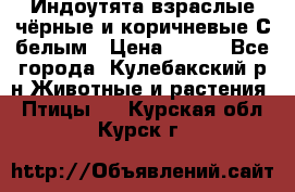 Индоутята взраслые чёрные и коричневые С белым › Цена ­ 450 - Все города, Кулебакский р-н Животные и растения » Птицы   . Курская обл.,Курск г.